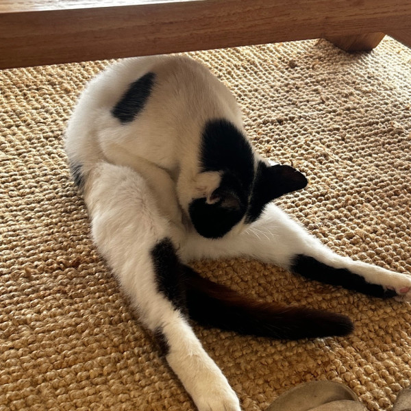 Maya