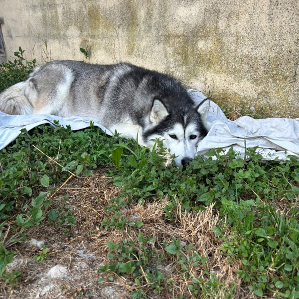 Nova