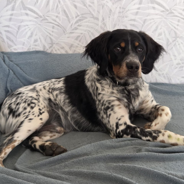 ASKO