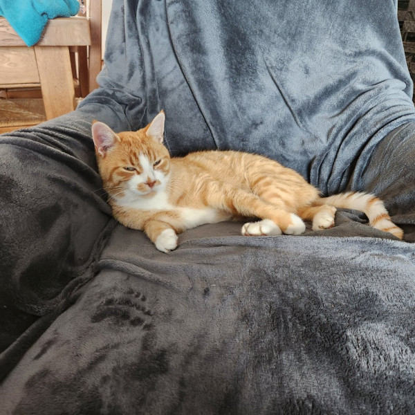 Tarzan