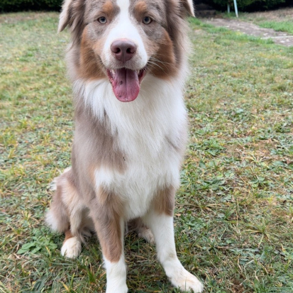 Astro