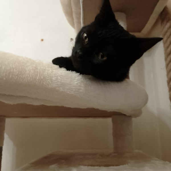 Jonas