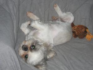 Photo de Dolly
