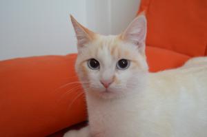 Photo de Duchesse