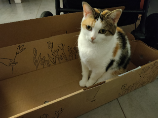 Photo de Alita