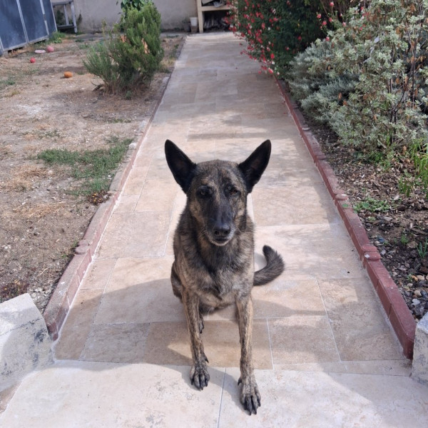 Photo de LAIKA