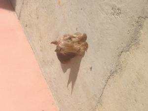 Photo de Porthos