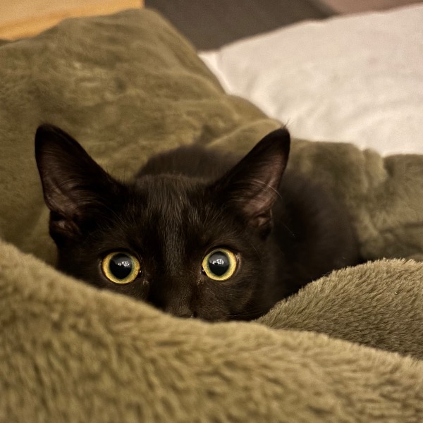 Serge