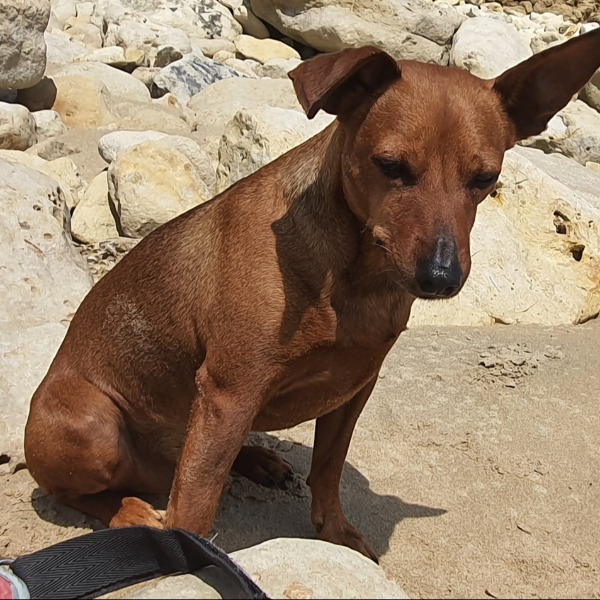 Photo de BIJOU