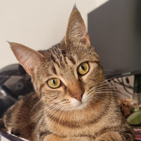 Kora