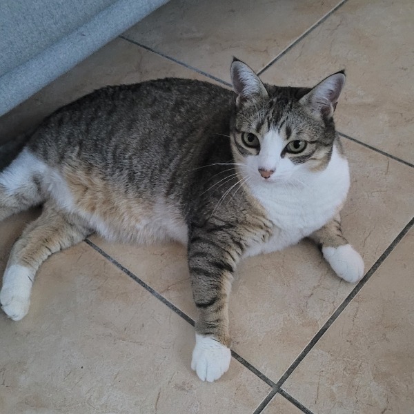 Photo de Miaouss