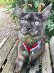 Photo de Osiris