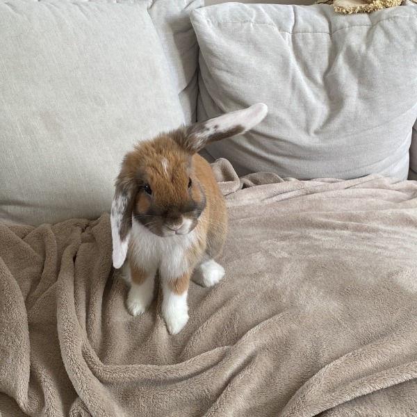 Photo de rosie
