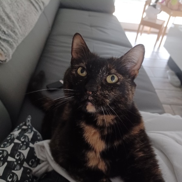 Kali