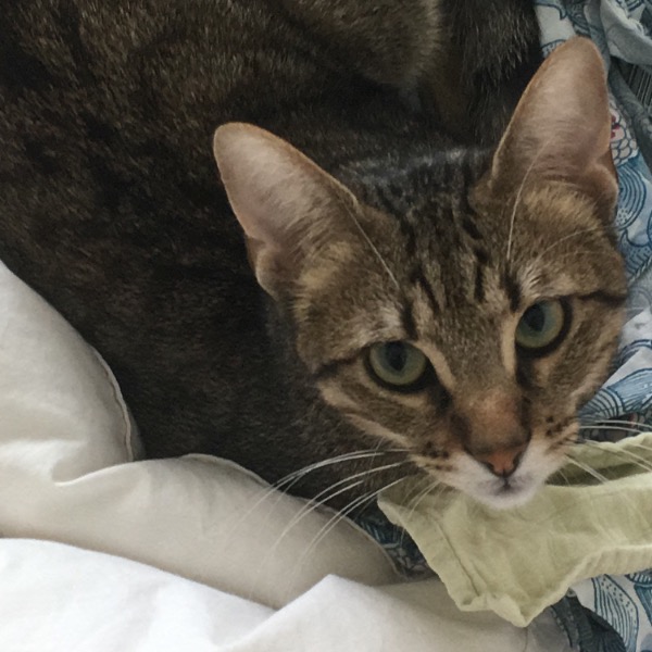 Photo de Caramel