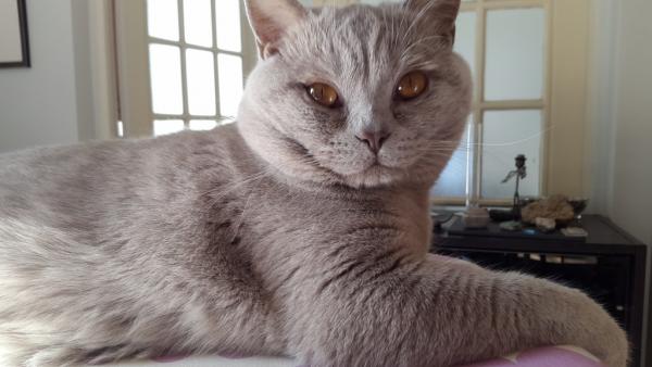 Photo de MILO