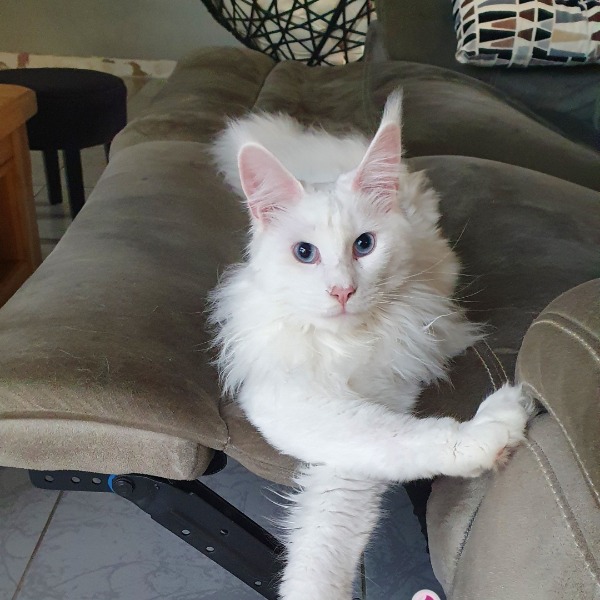 Photo de Shadow