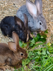 2 lapins