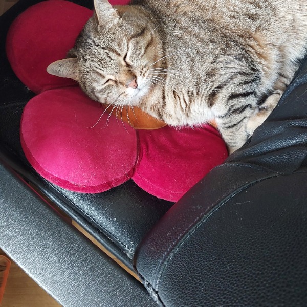 Donut
