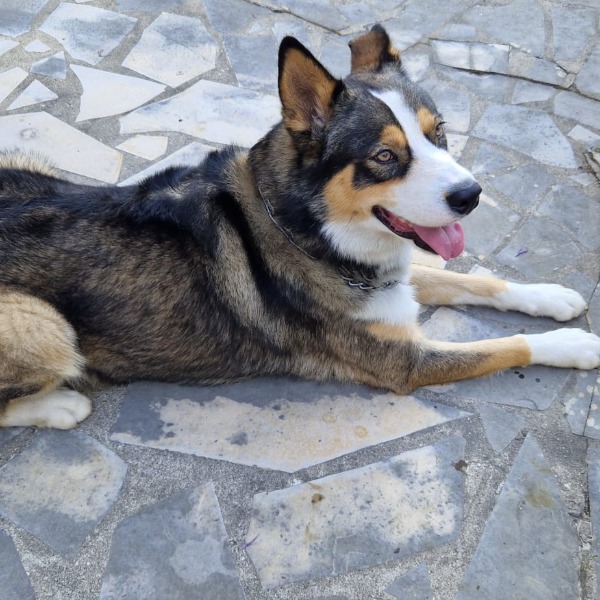 Photo de TYSON