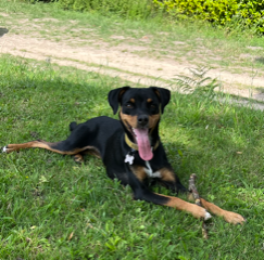 Thaïs