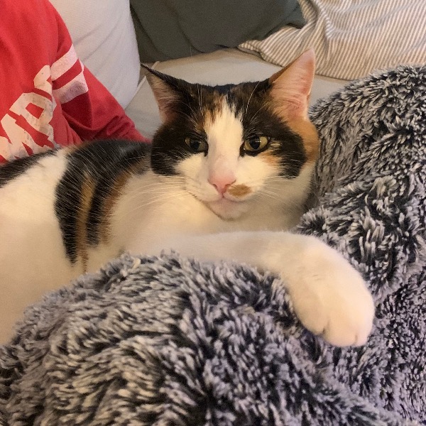 Tia