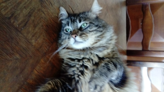 Photo de Morty