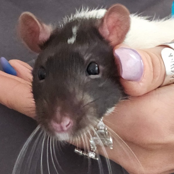 Jack