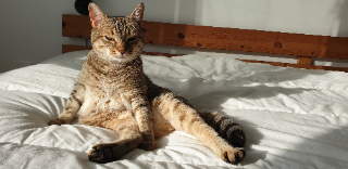Nala