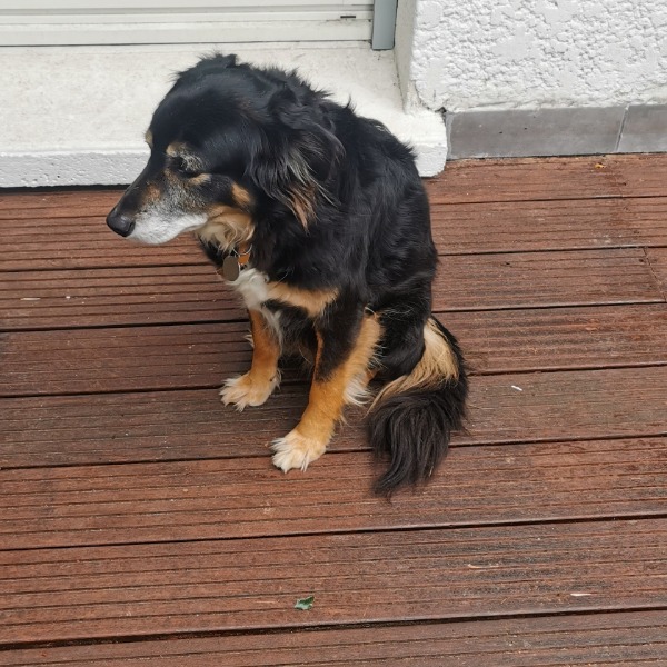 Photo de Sirius