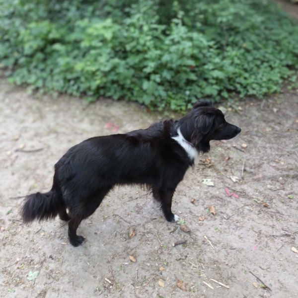 Photo de Milo