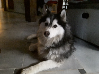 Photo de Thunder