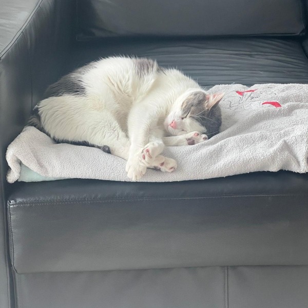 KitKat