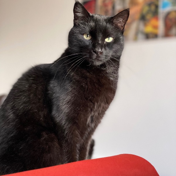 Photo de Midnight