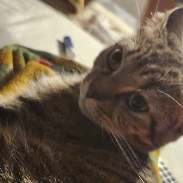 Princesse