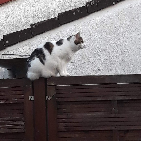 Photo de Luna