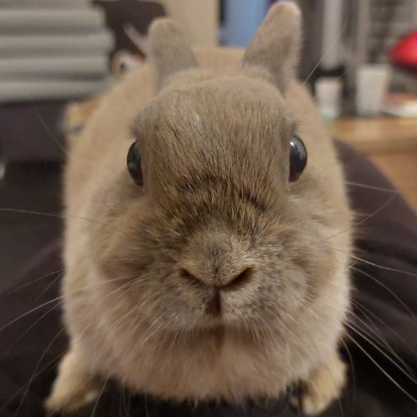 Photo de Chataigne