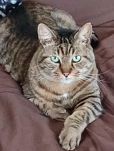 Photo de Attila