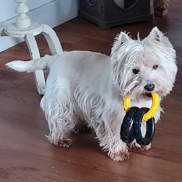 Photo de Snow