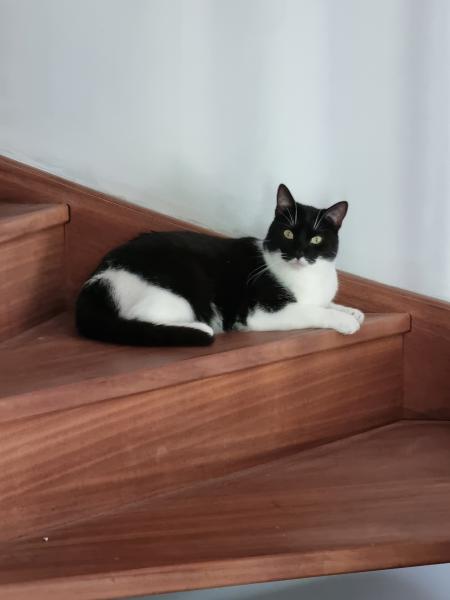 Photo de Tango