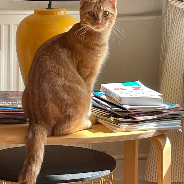 Photo de Ziggy