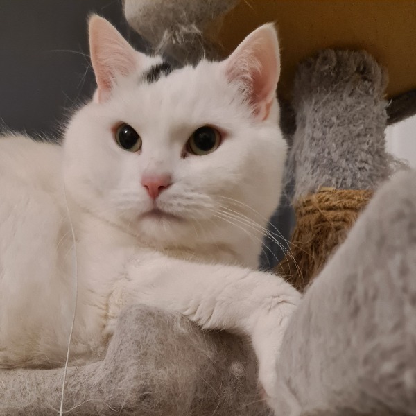 Photo de Fluffy