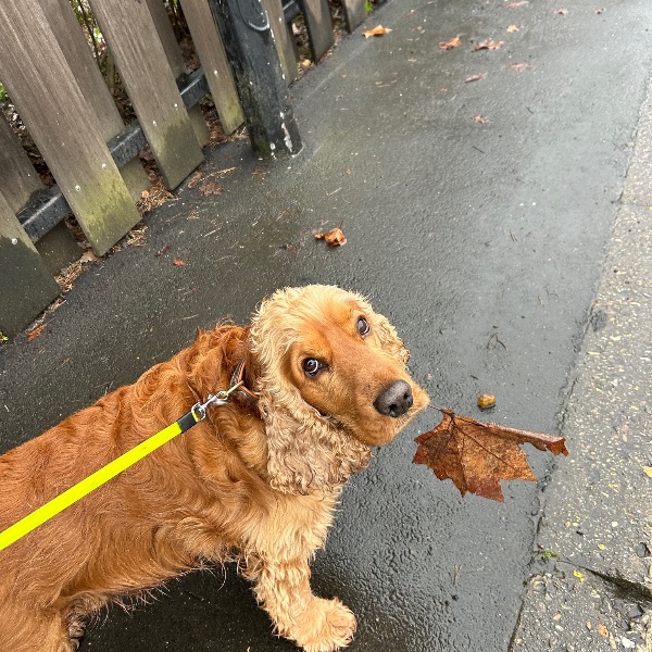 Photo de Ranger