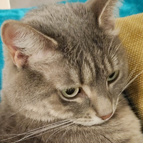 HAZEL