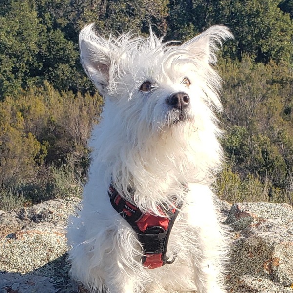 Photo de Poppy