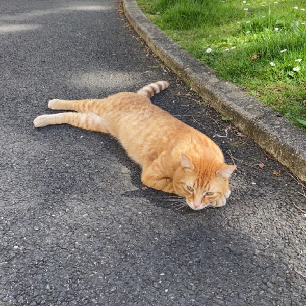 Rajah