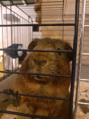 Photo de Pepito