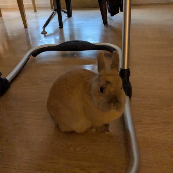 Photo de Titi