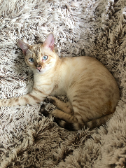Photo de Sunny