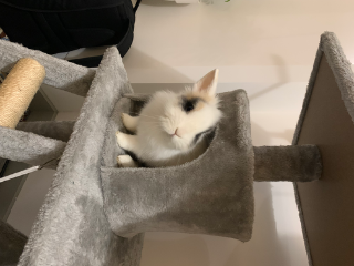 Floki